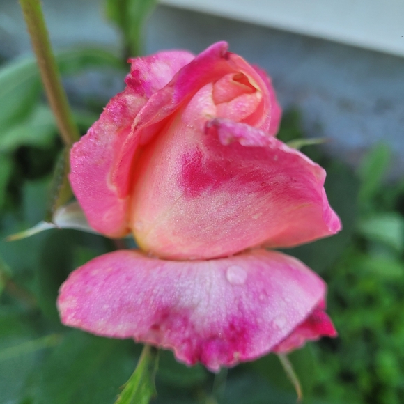 Meet your Posher, Sherrie - Picture 3 of 4